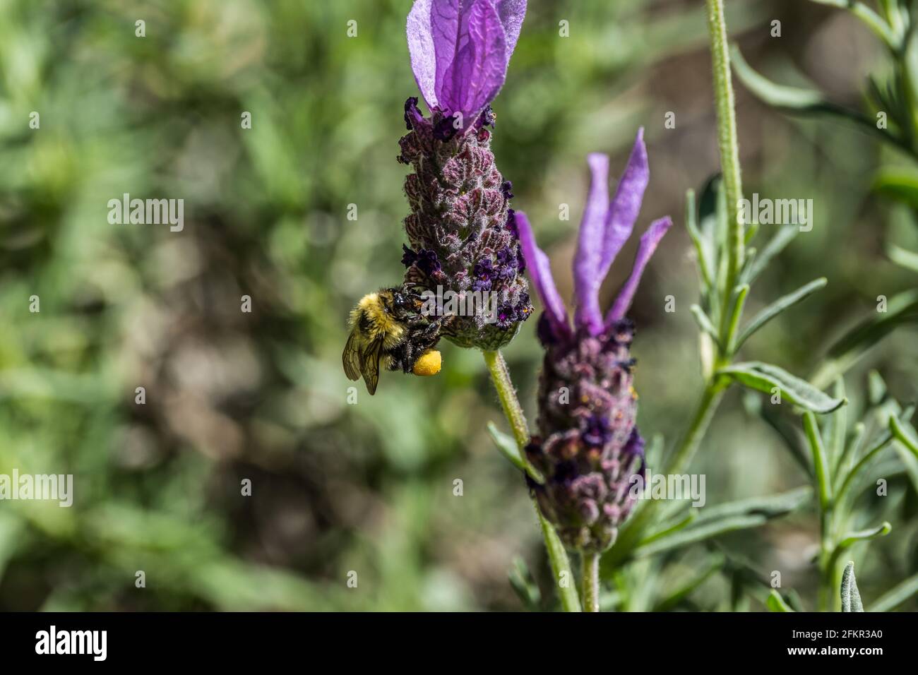Un'ape singola che porta polline sulle gambe raccogliendo polline da una pianta di lavanda in una giornata luminosa e soleggiata in primavera Foto Stock