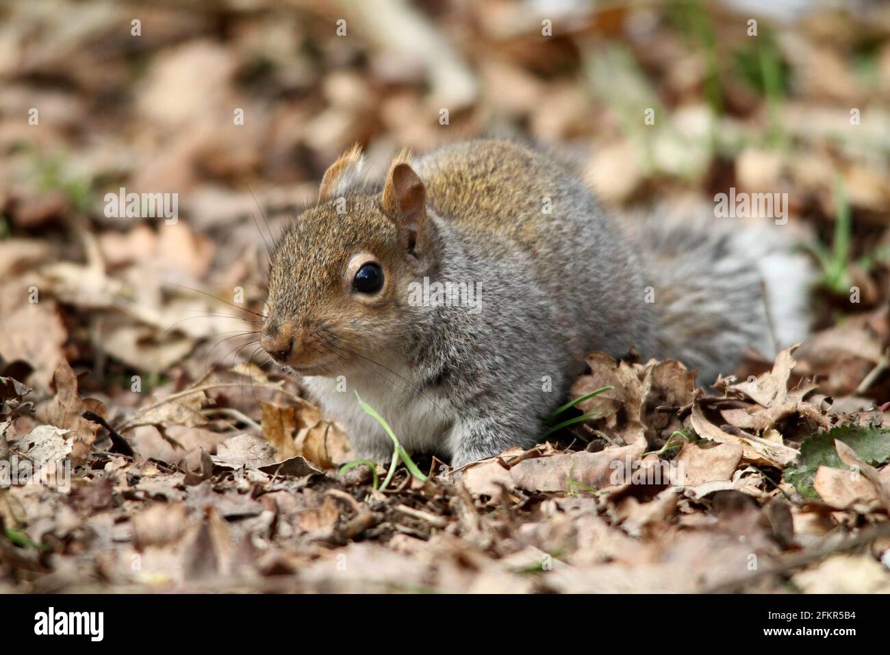Scoiattolo grigio orientale (S.Carolinensis) in foglie Foto Stock