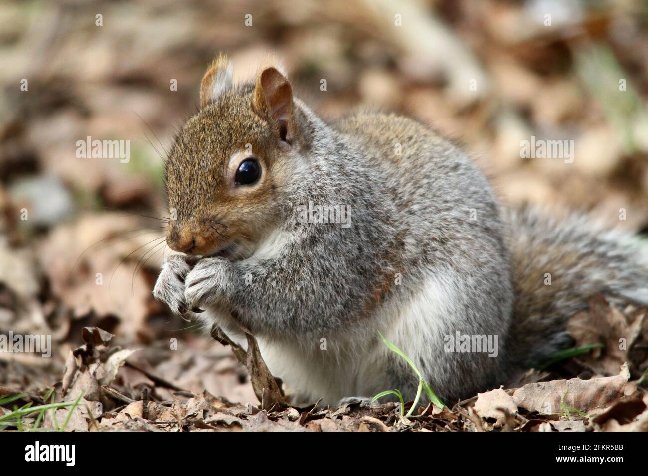 Scoiattolo grigio orientale (S.Carolinensis) in foglie Foto Stock