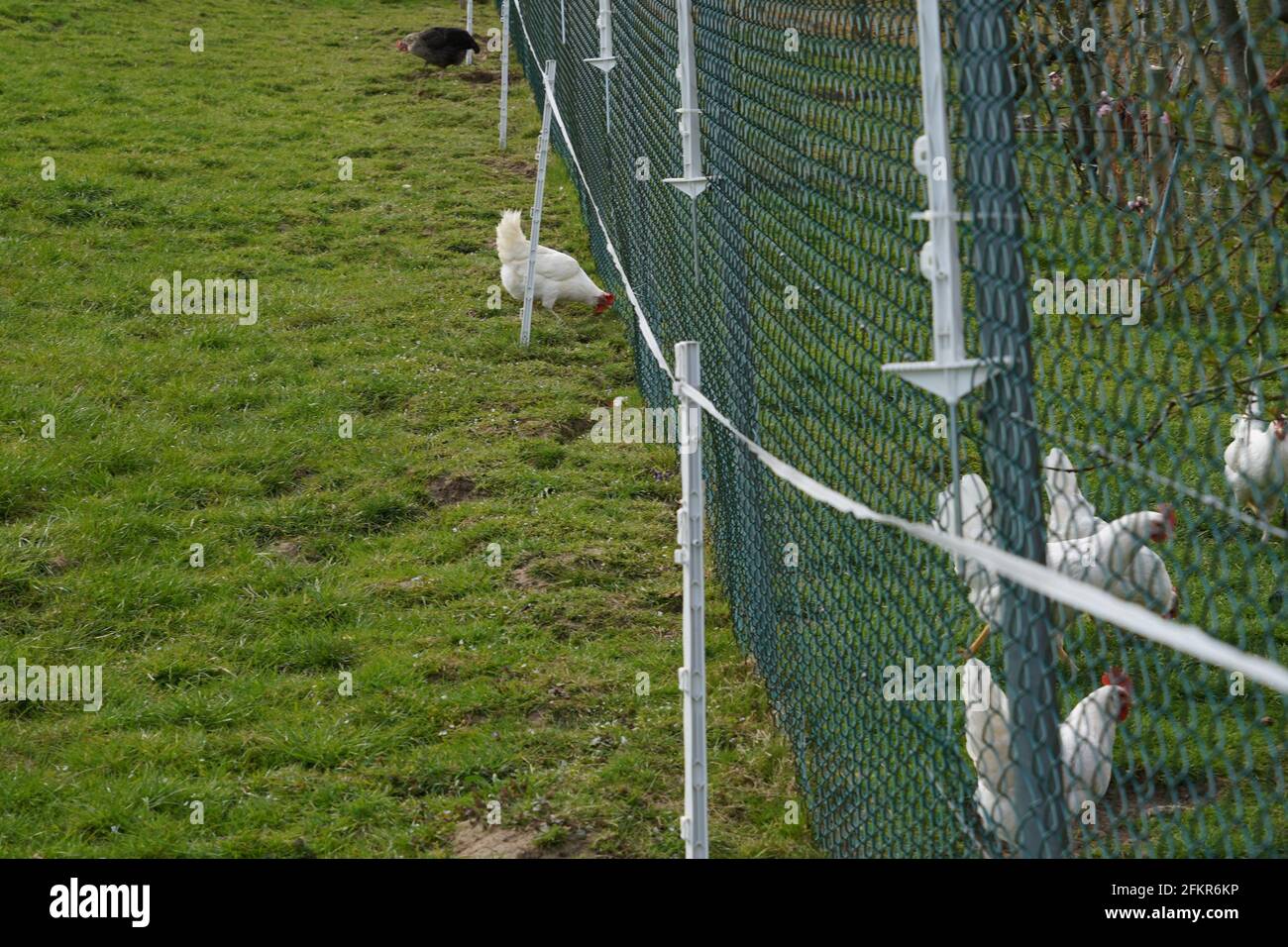 Recinzione di una fattoria di pollo con allevamento libero di animali. Foto Stock