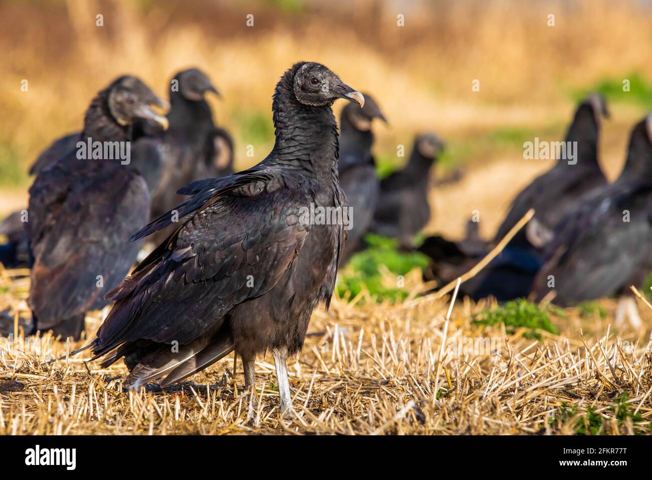 Primo piano ritratto di gruppo di avvoltoi neri alla luce del sole giorno Foto Stock