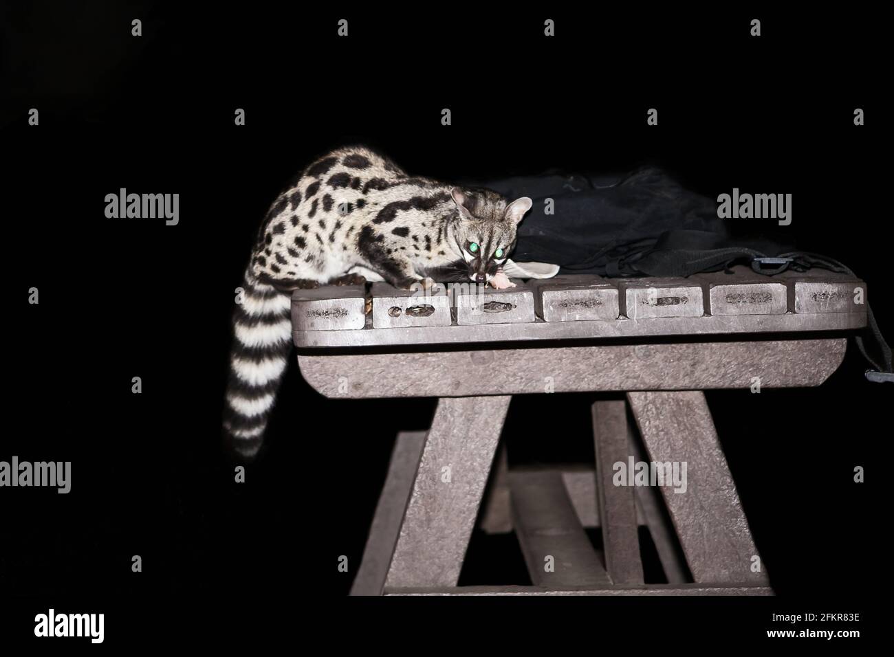 Grande genetto puntato, Genetta tigrina 12640 Foto Stock