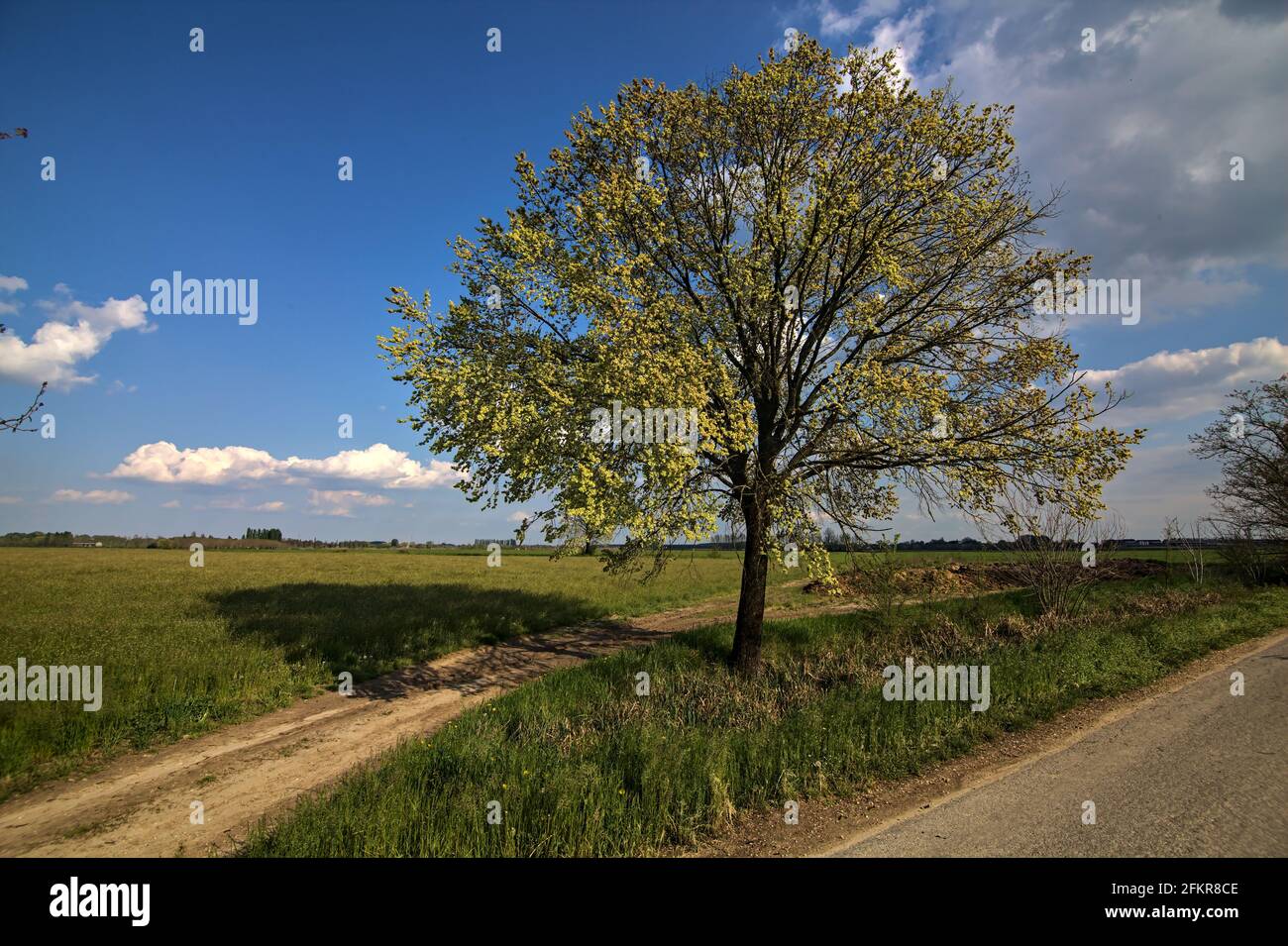 Forchetta in una strada con un albero al centro di esso nella campagna italiana Foto Stock