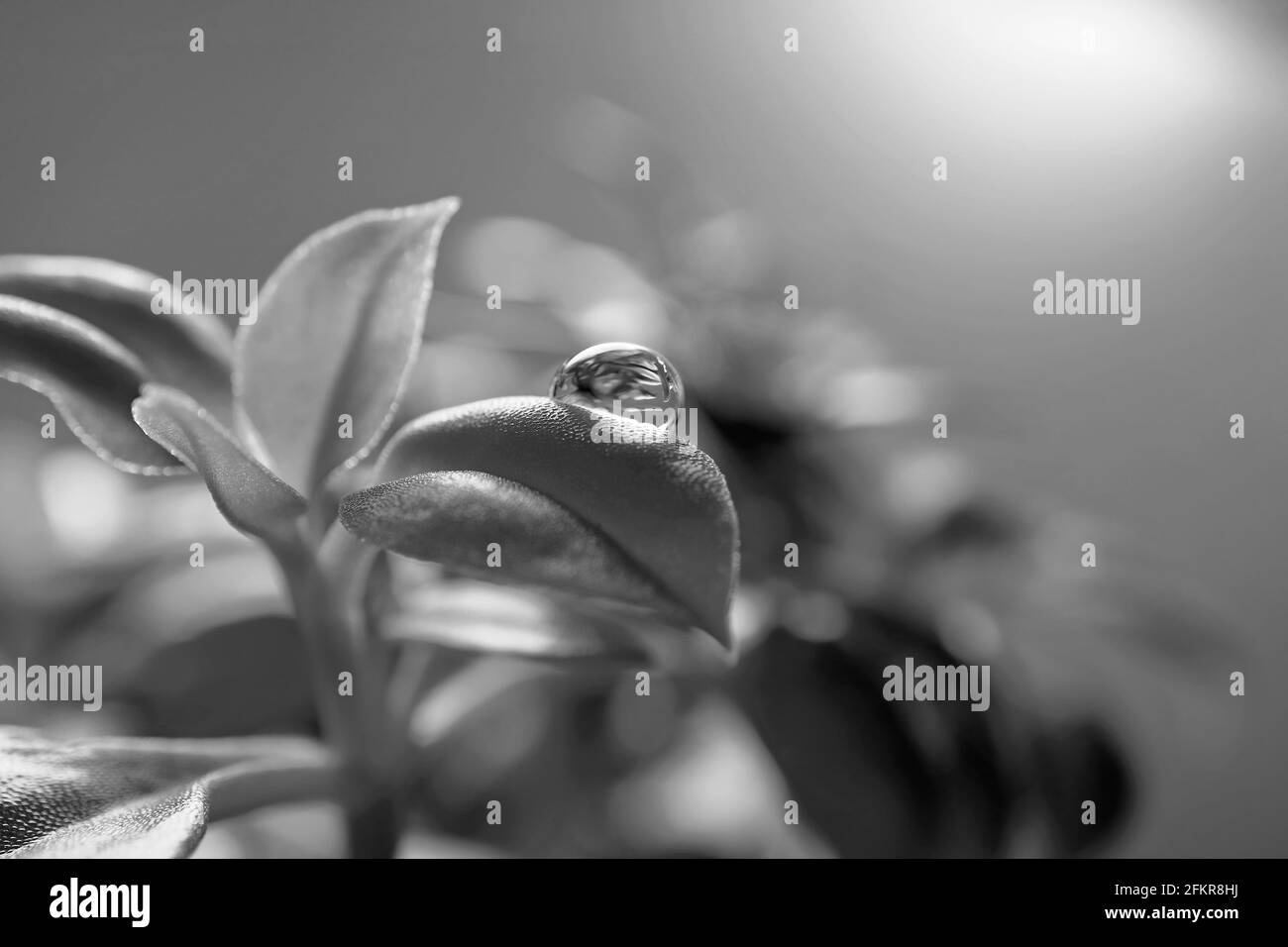 Closeup gocce d'acqua sulla foglia Baby Sun Rose Plants in bianco e nero Foto Stock