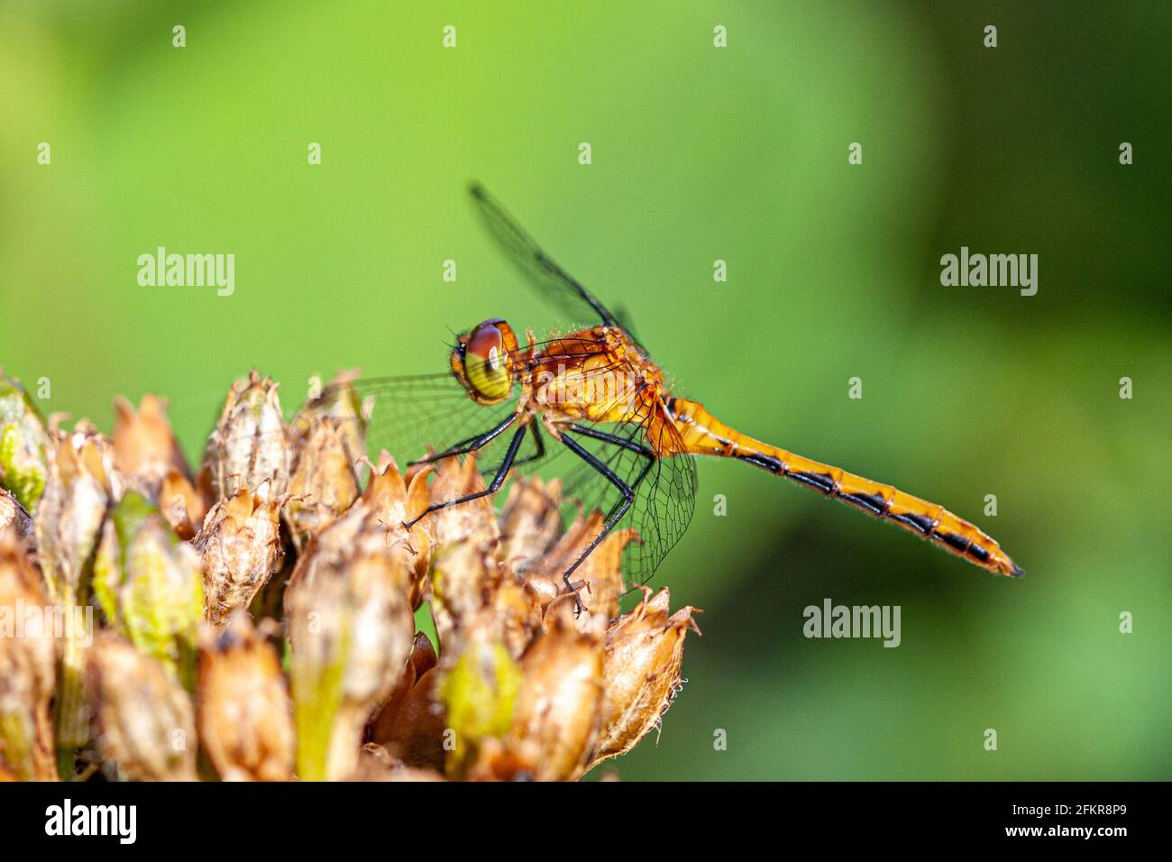 Sympetrum Species - Meadowhawk di Jane trovato a Phillipston, Massachusetts Foto Stock