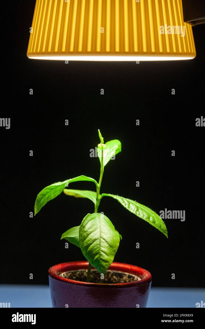 Una pianta che cresce sotto la luce artificiale Foto Stock