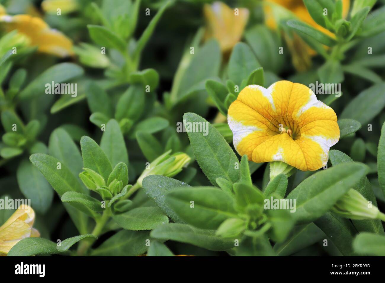 Primo piano di un fiore giallo e bianco di Calibrachoa Foto Stock
