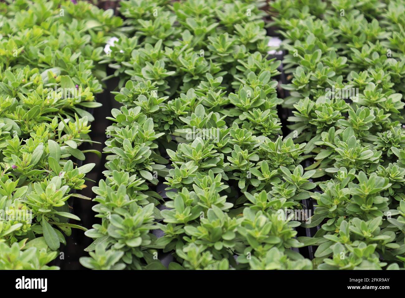 File di milioni di piante di campane che crescono in vassoi di semina Foto Stock