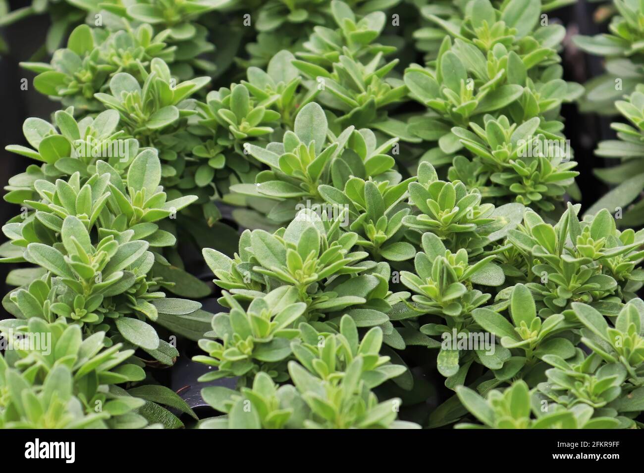 Primo piano di file di giovani piante di Calibrachoa in crescita Foto Stock