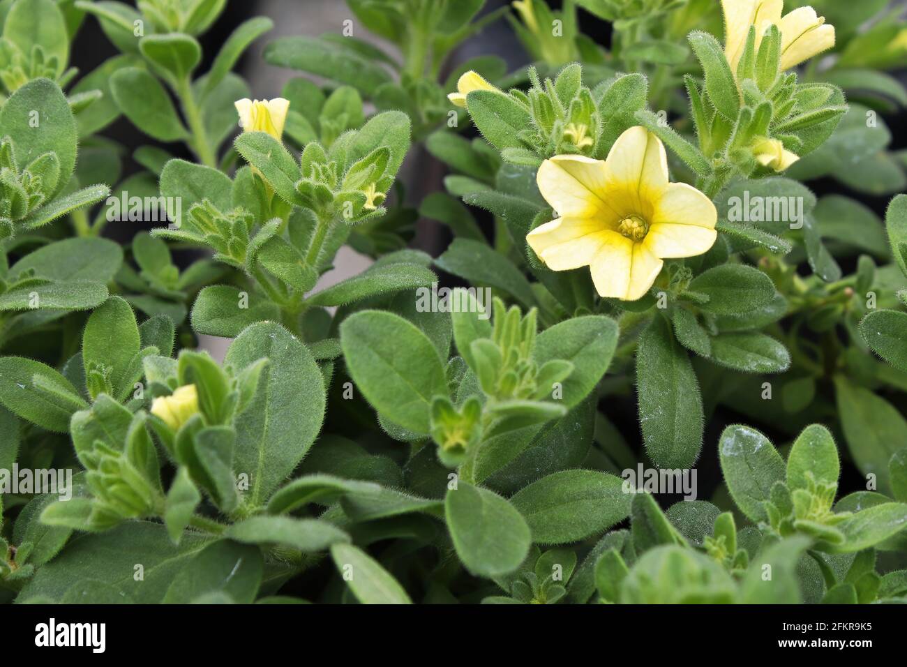 Primo piano di un fiore giallo e bianco di Calibrachoa Foto Stock