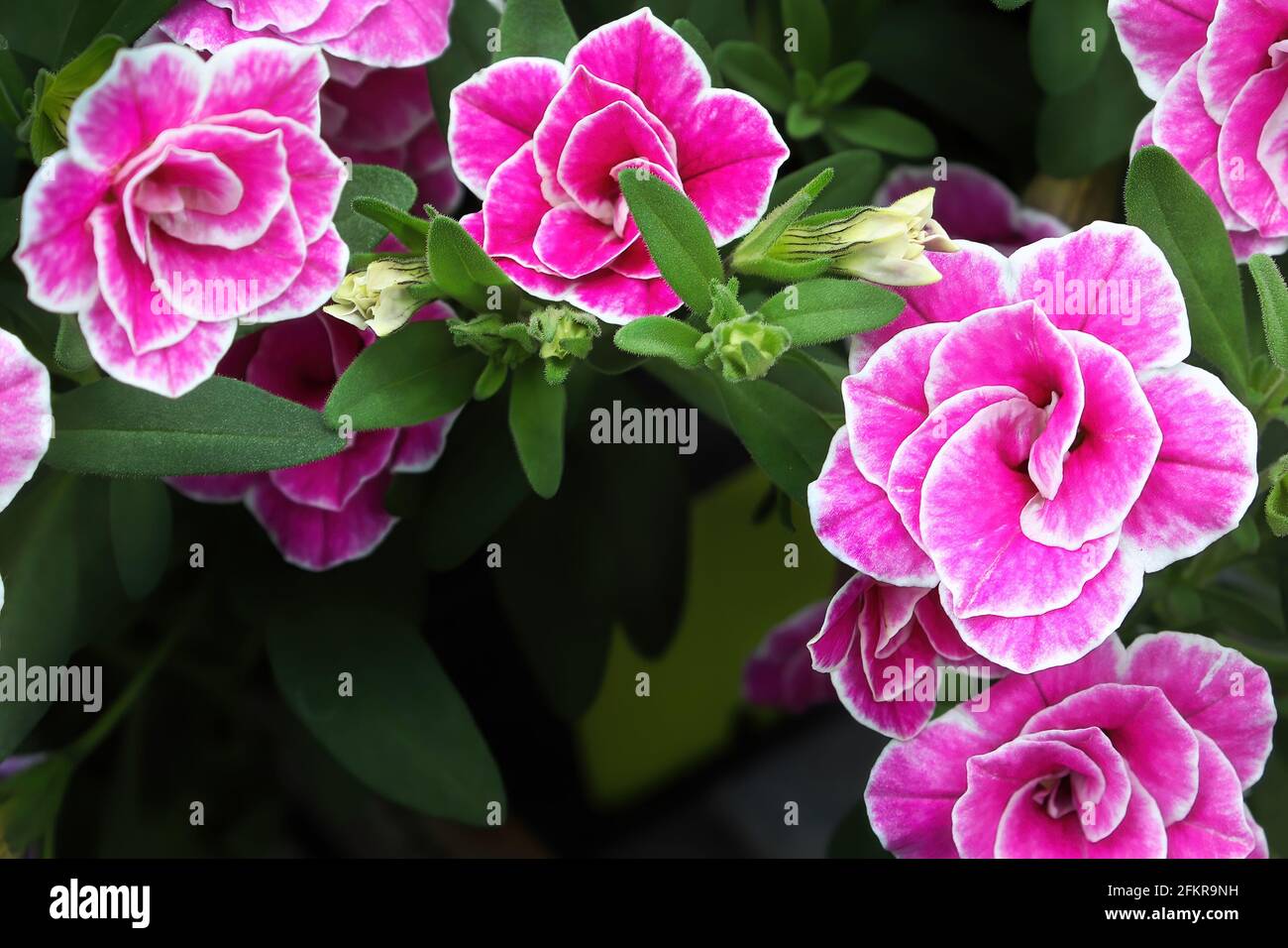 Closeup di fiori bianchi e rosa doppio Calibrachoa Foto Stock
