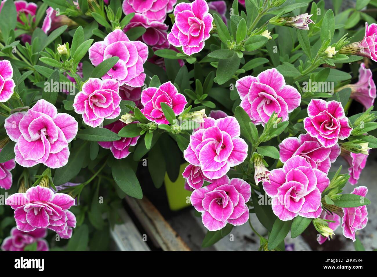 Closeup di fiori bianchi e rosa doppio Calibrachoa Foto Stock