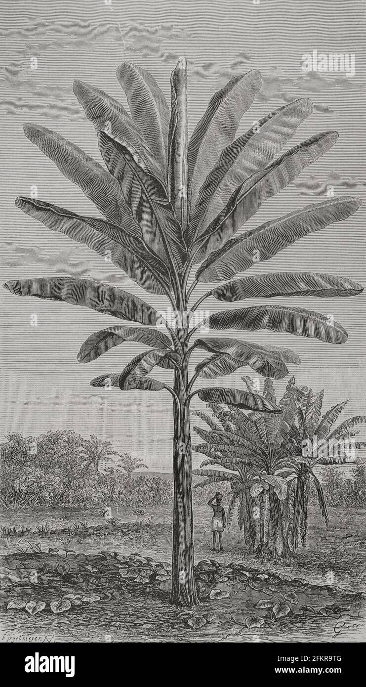 Storia dell'Africa. 19 ° secolo. La perfetta Banana (Musa paradisiaca). Incisione. El Congo y la Creación del Estado Independiente de este nombre. Historia de los Trabajos y Exploraciones Verificados (il Congo e la fondazione del suo Stato libero. A Story of Work and Exploration), di Henry M. Stanley. A cura di Barcellona, ca. 1890. Spagna. Foto Stock