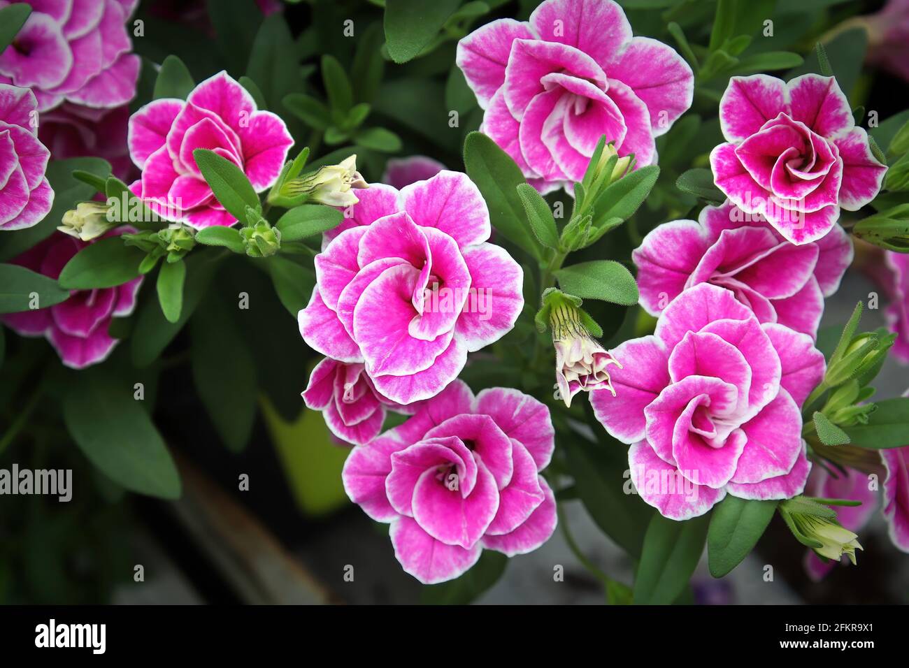Primo piano di fiori doppi rosa e bianchi milioni di campane Foto Stock