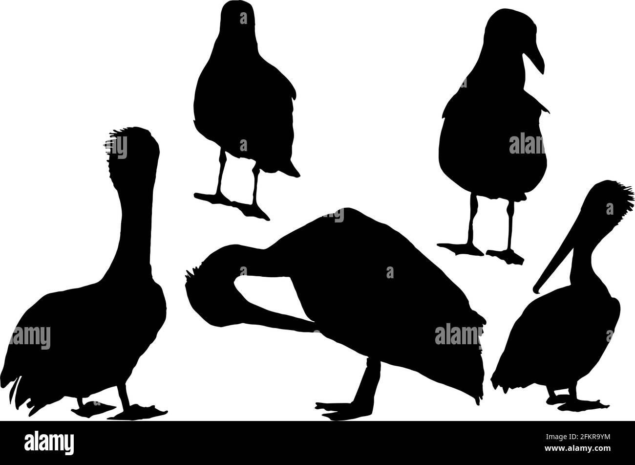 Sagome di Pellicani e Culloni marini Illustrazione Vettoriale