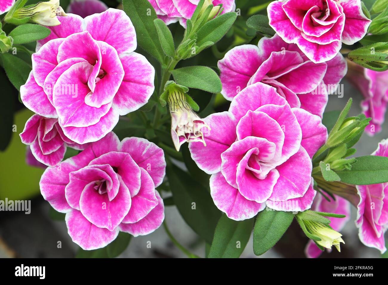 Macro di fiori bianchi e rosa doppio di Calibrachoa Foto Stock