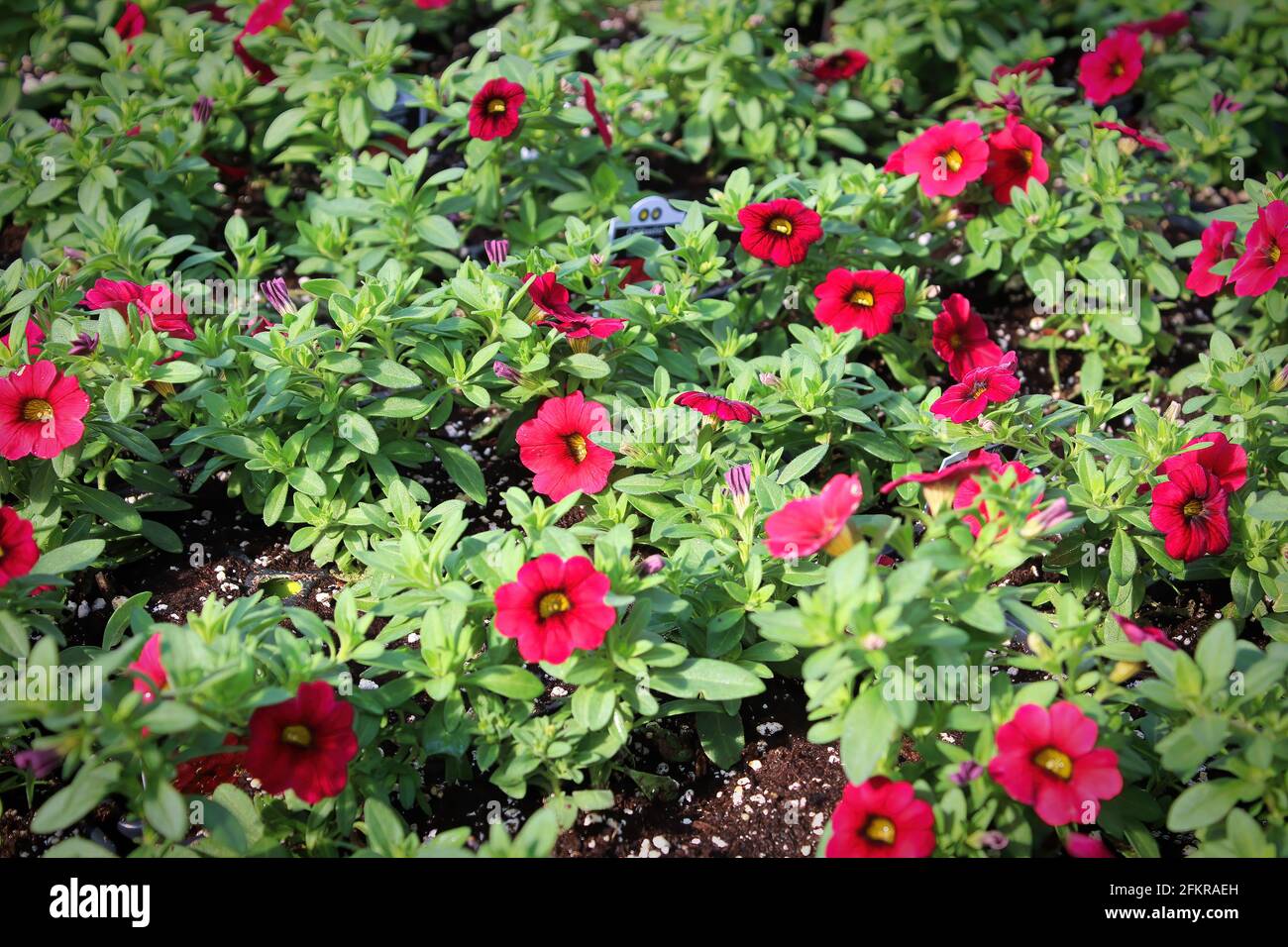 File di fiori rossi di claibrachoa che crescono in pentole Foto Stock