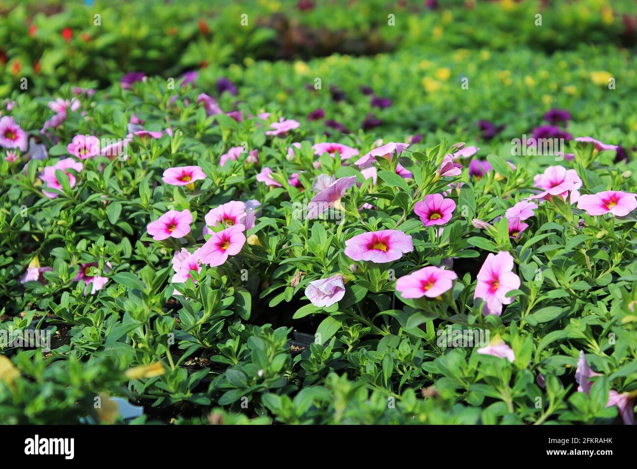 Tabelle piene di fiori di Calibrachoa che crescono in vari colori Foto Stock