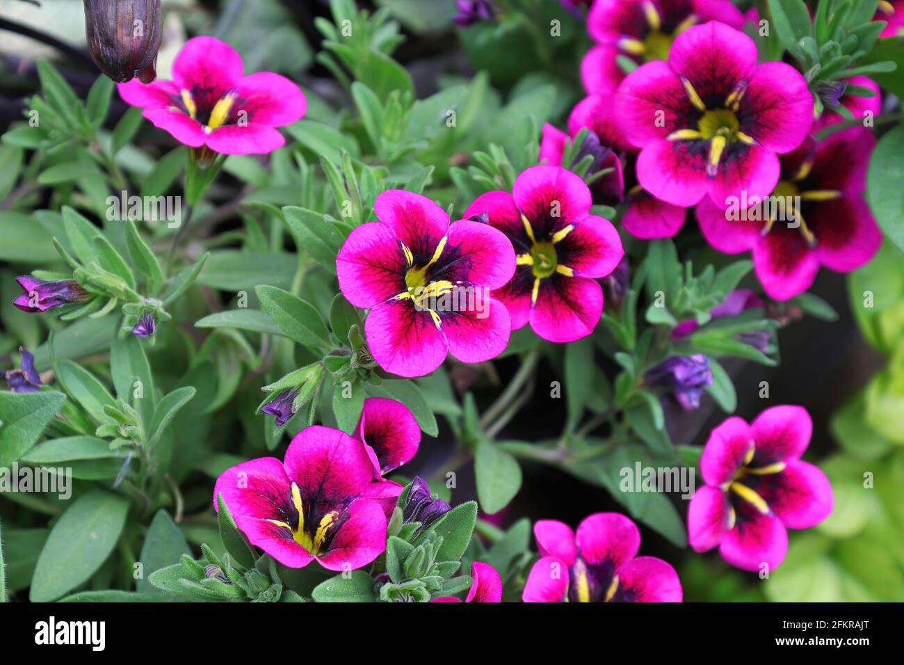 Closeup di magenta e viola fiori di Calibrachoa in fiore Foto Stock