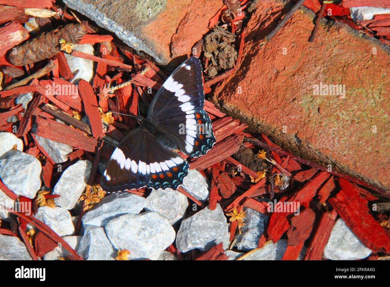 Un Ammiraglio Bianco Butterfly sta riposando sul terreno di rocce rosse e bianche, pacciame rosso, e mattoni in Thunder Bay, Ontario, Canada in una giornata di sole. Foto Stock