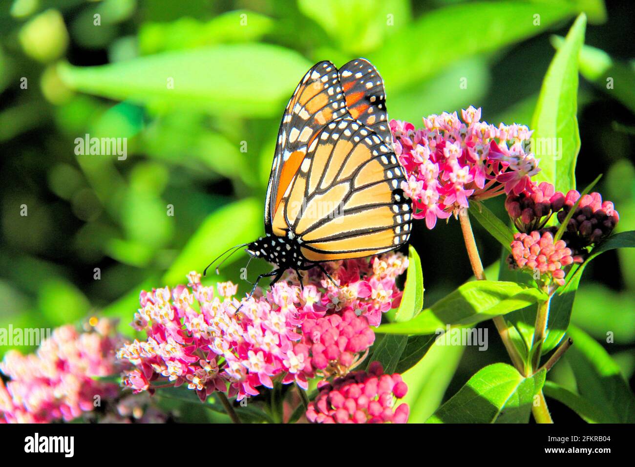 Una farfalla monarca sta ponendo le uova sopra i fiori della pianta di mungitura, in esso è casa estiva a Thunder Bay, Ontario, Canada. Foto Stock