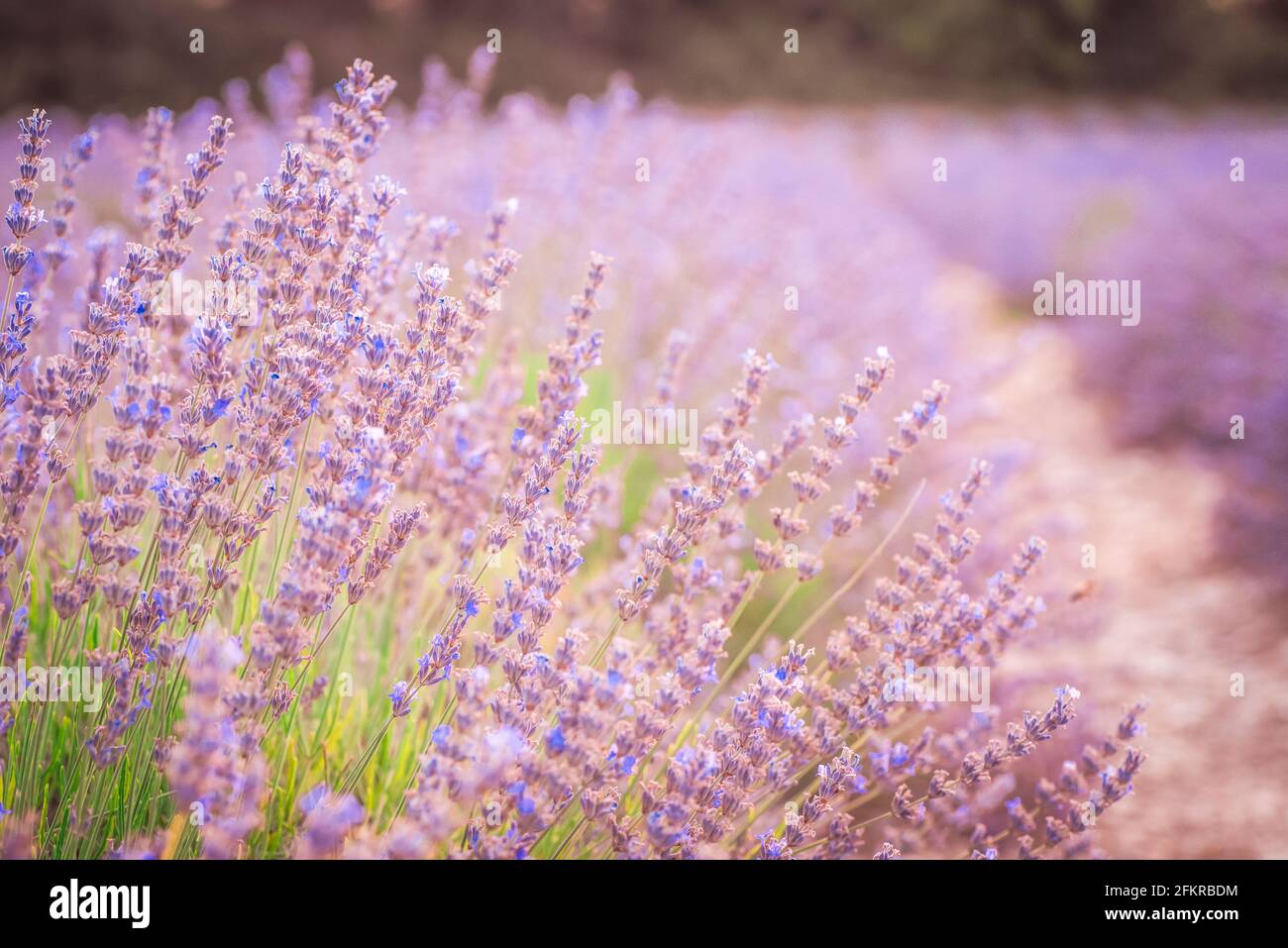 Cespuglio di lavanda in primo piano con la piantagione nel sfondo Foto Stock