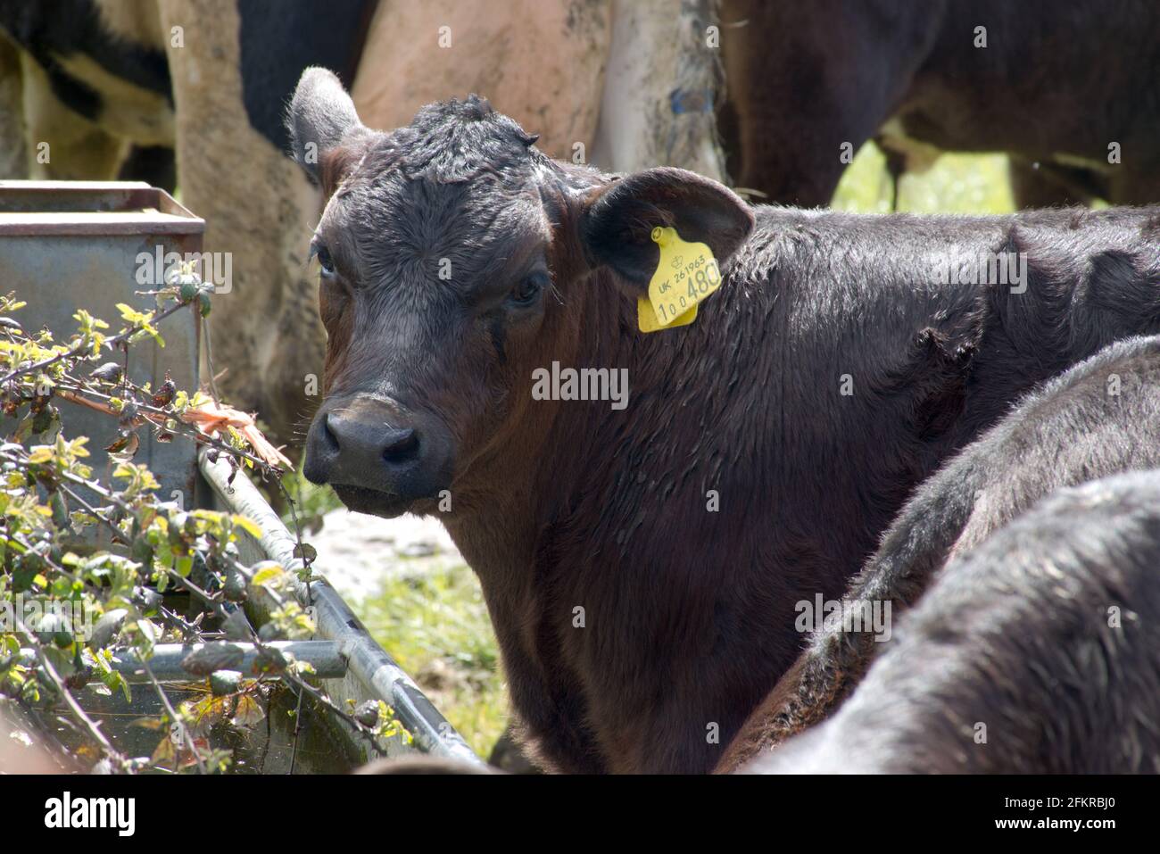 Un gruppo di vitelli bruni che guardano curiosi in un campo in Sussex, Inghilterra, Regno Unito. Foto Stock