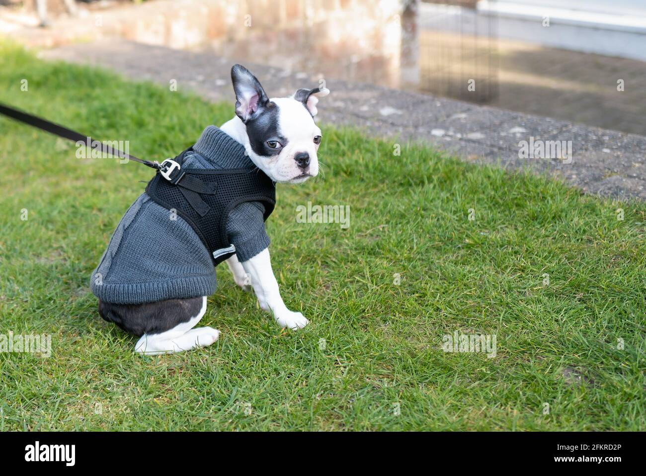 Un cucciolo di Boston Terrier che indossa un maglione e un'imbracatura. Il piccolo cane è seduto sull'erba guardando la macchina fotografica. Foto Stock