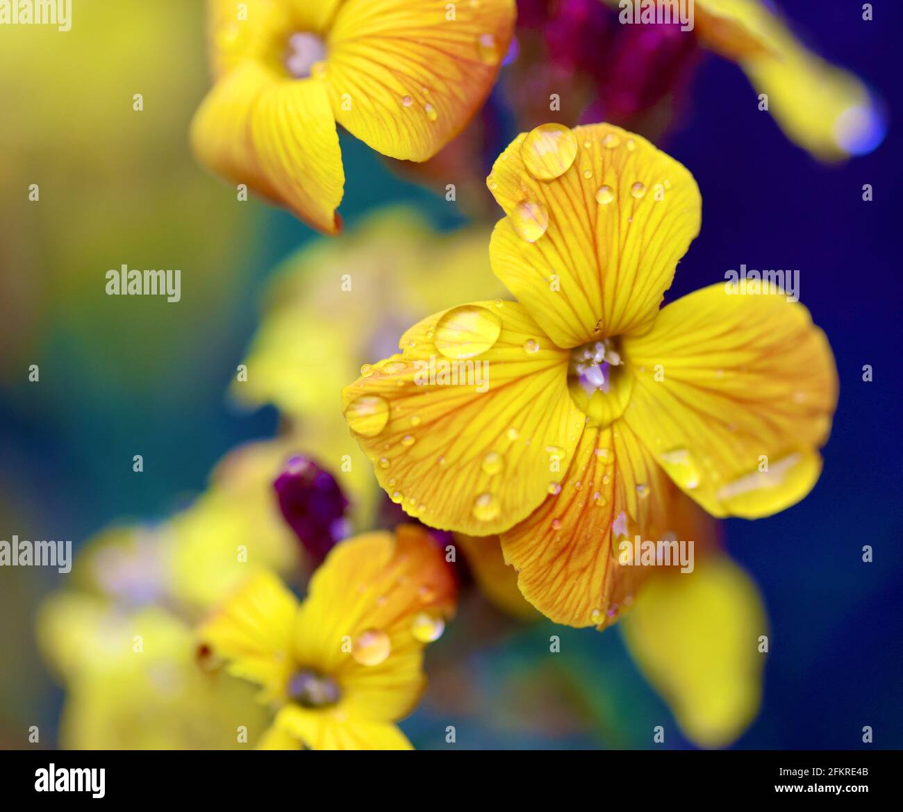 Docce su fiori gialli Foto Stock