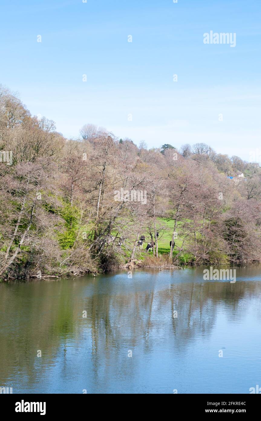 Flora e fauna presso il fiume Avon nel Wiltshire, Inghilterra Foto Stock
