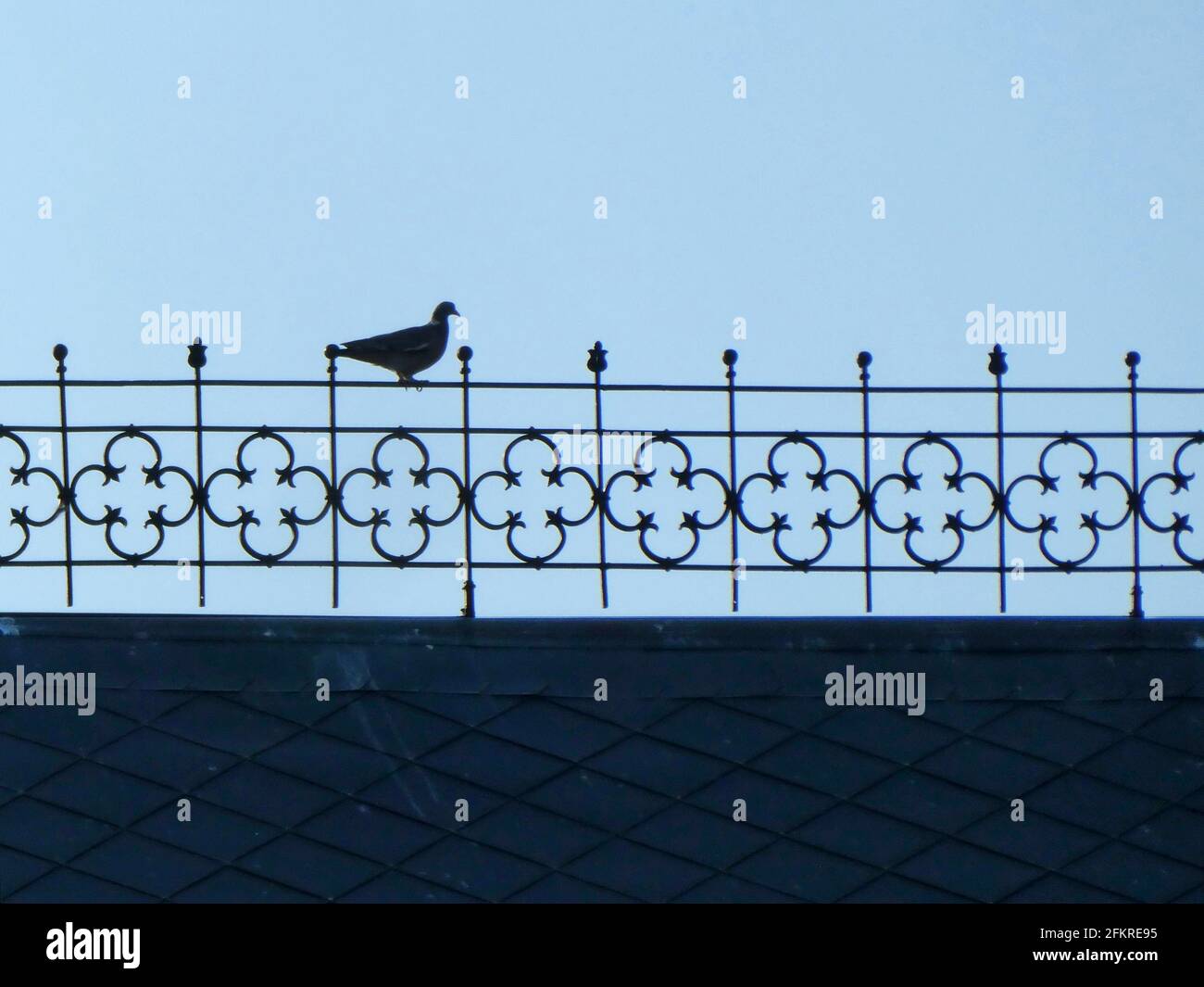 Primo piano di un piccione di uccello in piedi sul decorativo recinzione in ferro Foto Stock