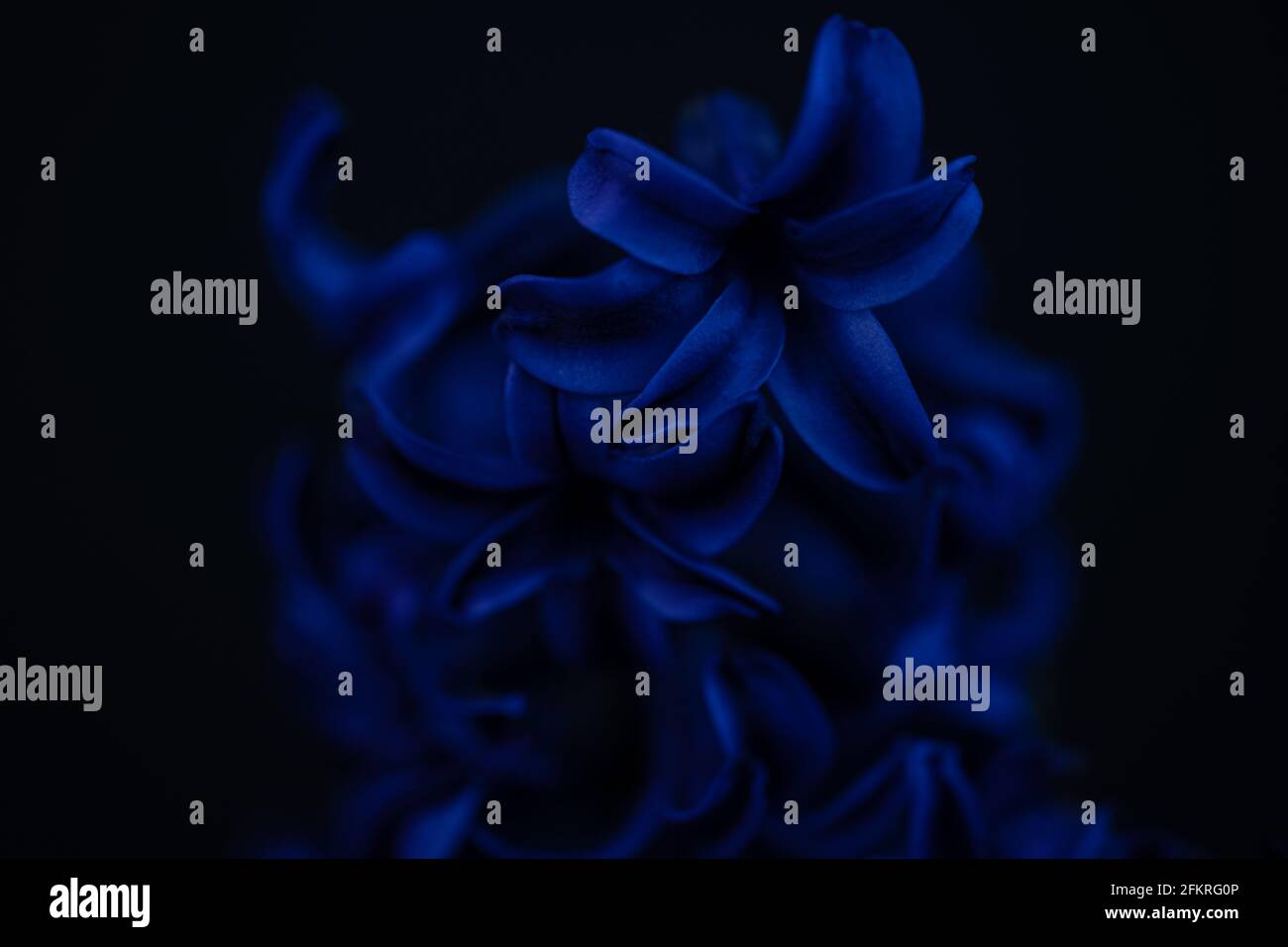 Splendidi fiori di giglio blu su sfondo scuro con un'illuminazione artistica e soffusa Foto Stock