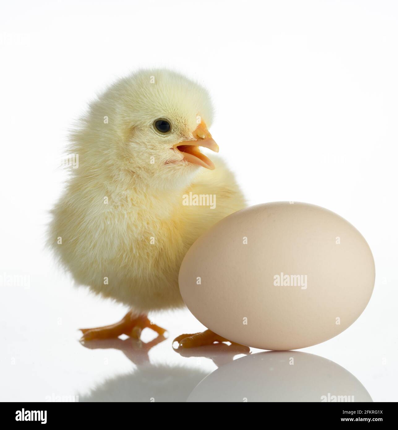 New Born Chick e Egg sulla tavola bianca Foto Stock