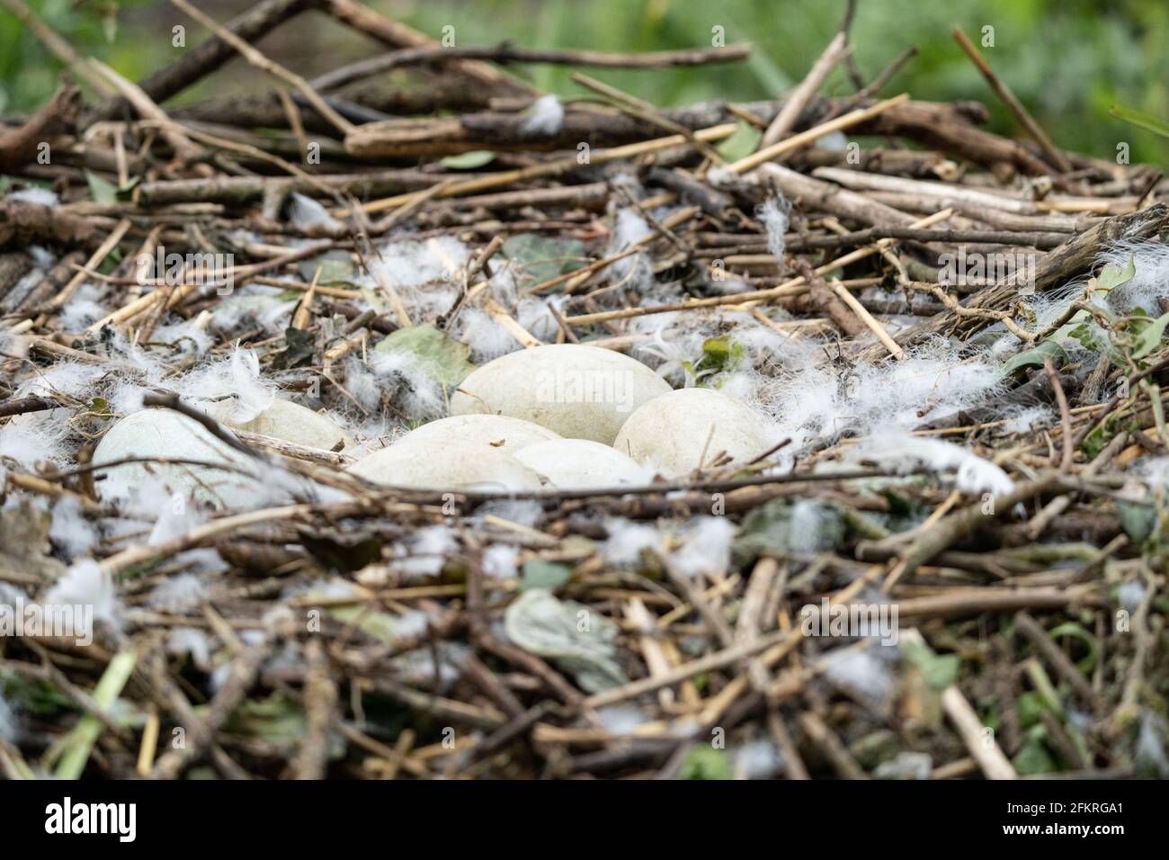 Nido di uccello con uova tra ramoscelli e detriti naturali Foto Stock