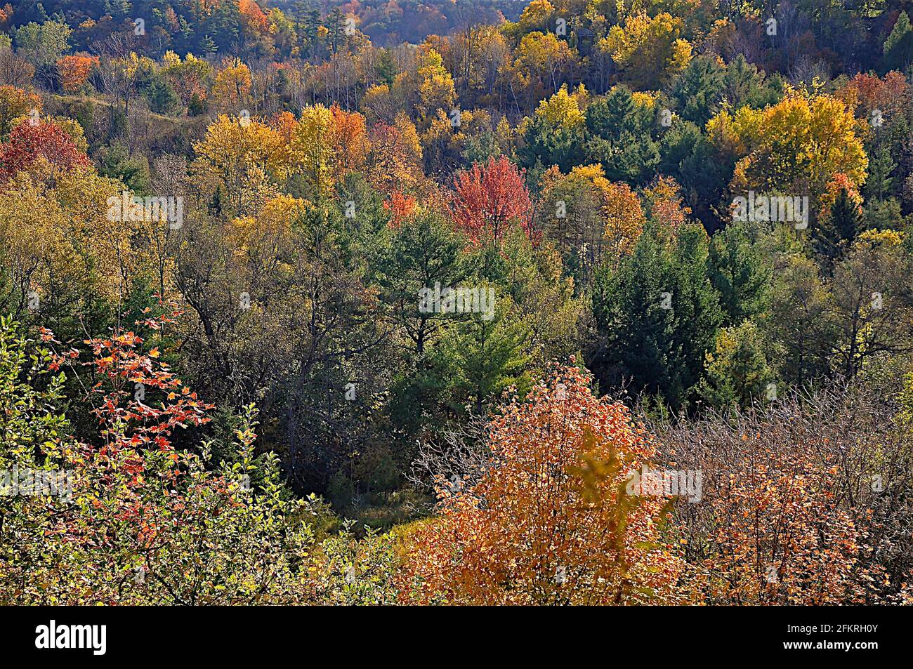 Muti - colore foglia d'autunno nella valle Foto Stock