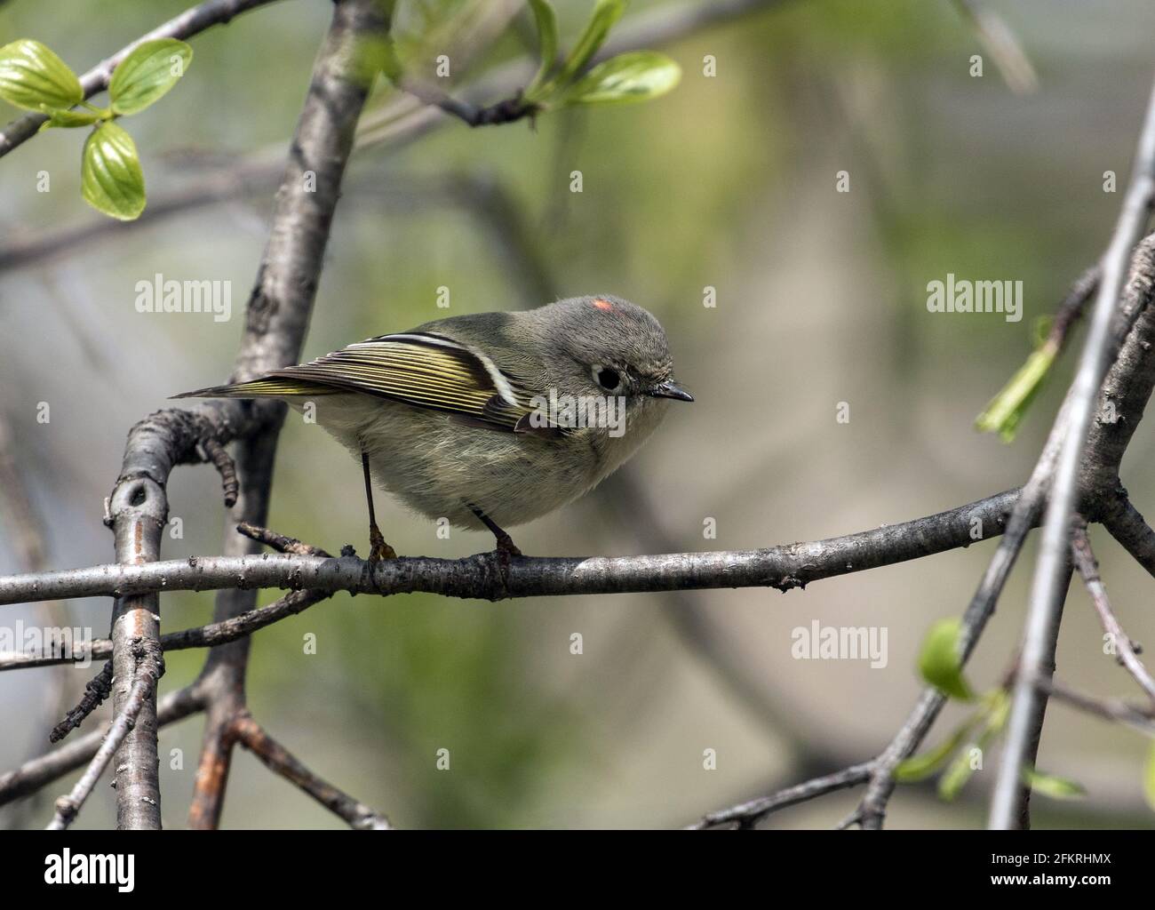 Primo piano di un piccolo songbird migratorio Ruby-incoronato Kinglet che percuola Una filiale frondosa in Quebec, Canada Foto Stock