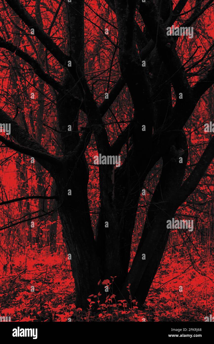 Concetto di sfondo horror. Silhouette dell'albero nero su sfondo rosso della foresta. Stile a infrarossi e di fusione dei colori Foto Stock