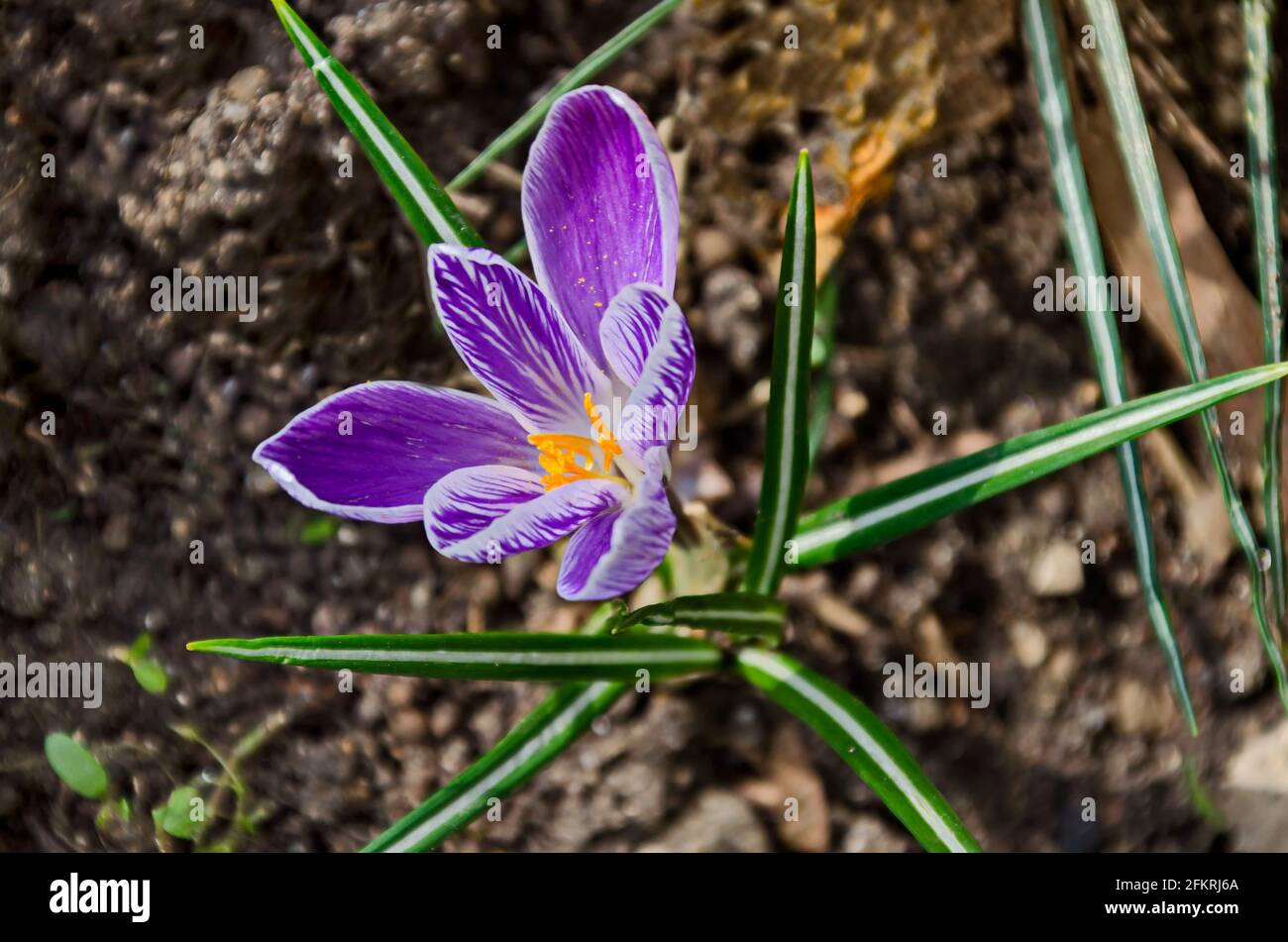 Bella primavera viola crocus nel giardino, Sofia, Bulgaria Foto Stock