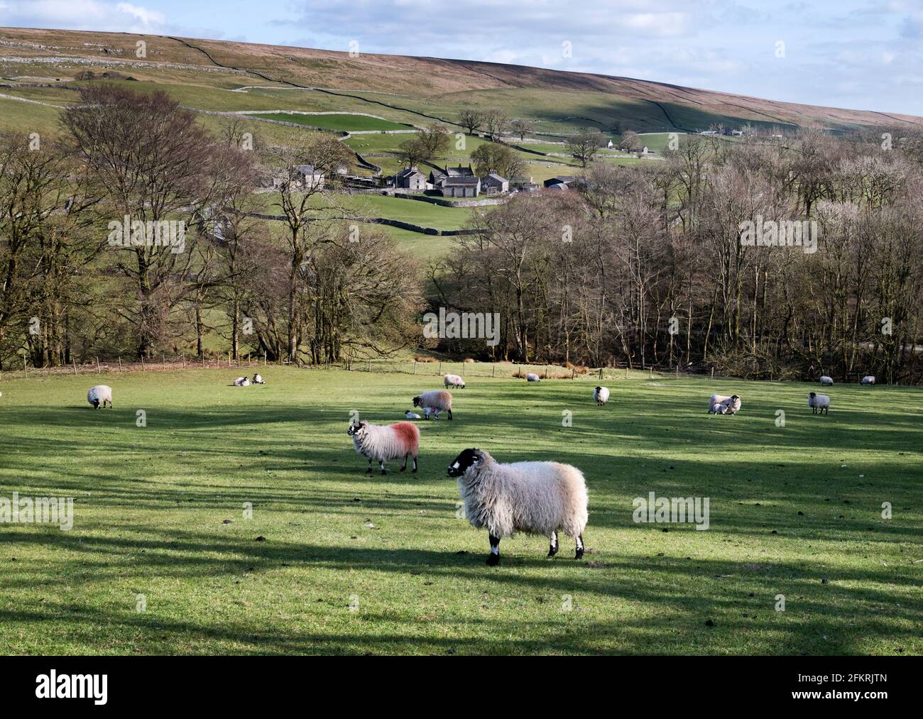 Pecore di Dalesbred e loro agnelli, Horton-in-Ribblesdale, Yorkshire Dales National Park, Regno Unito Foto Stock