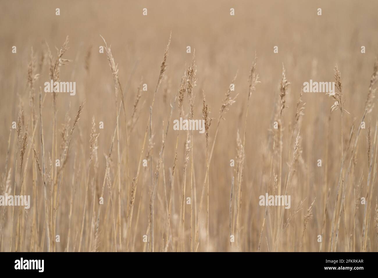 Teste di semi d'erba dorata che oscillano nel paesaggio prato naturale Foto Stock