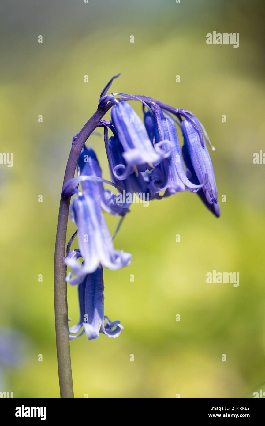 (Bluebell Hyacinthoides non scripta) Foto Stock