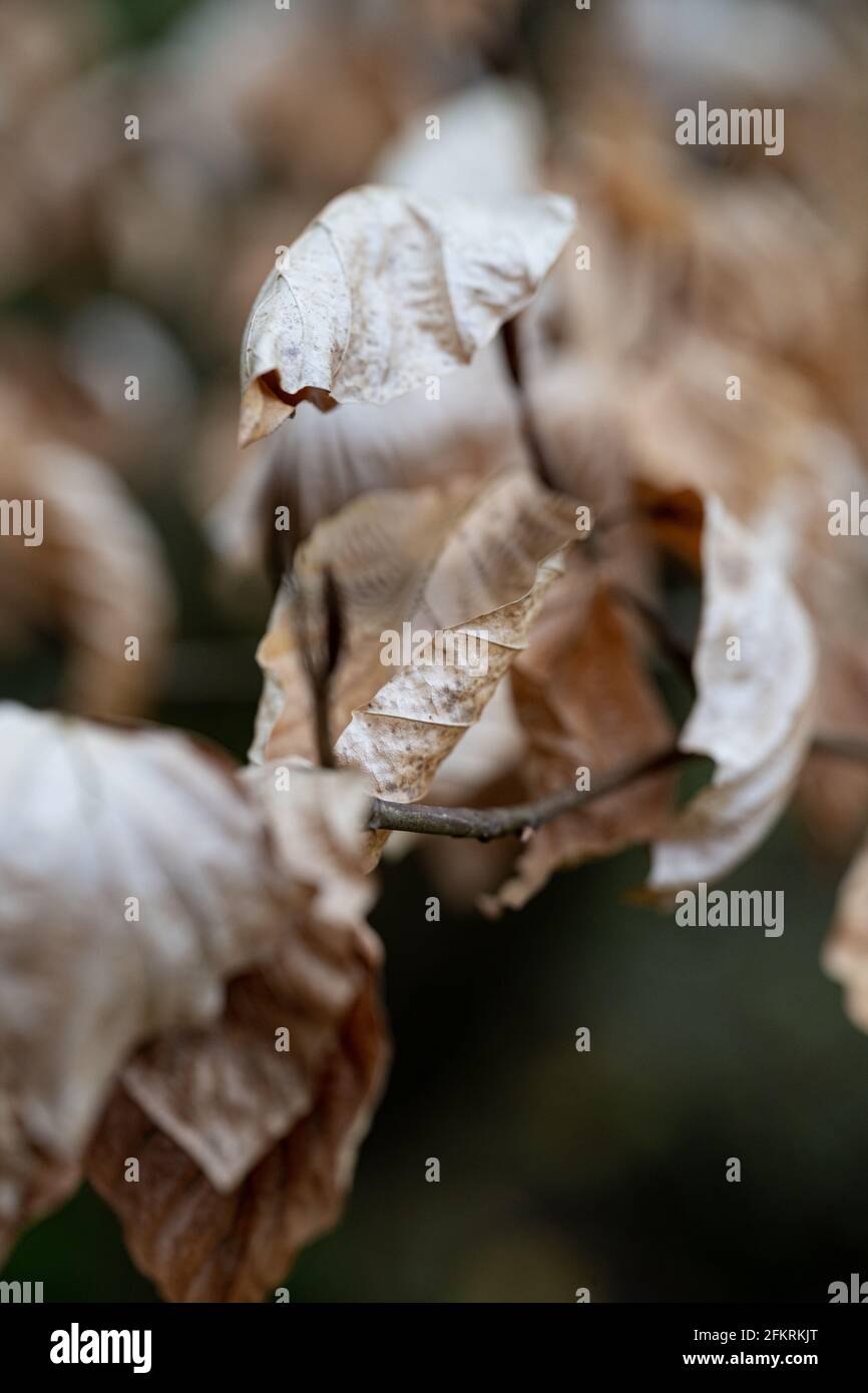Foglie autunnali essiccate con una profondità minima di macro fotografia Foto Stock