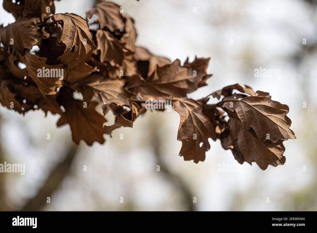 Foglie autunnali marroni sul ramo dell'albero con sfondo sfocato Foto Stock