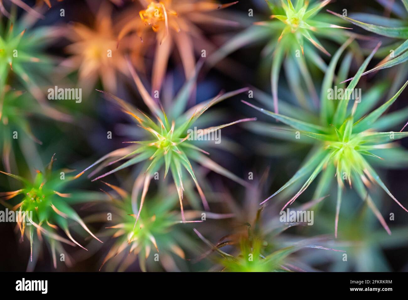 Teste di semina delicate e verdi con strutture ad ago irradiate in luce naturale Foto Stock