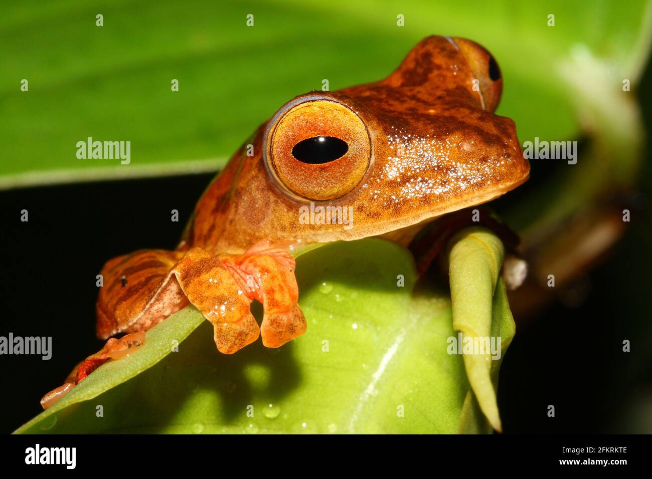 Rana arbusto (Leptomantis belalongensis) in habitat naturale Brunei, Borneo Foto Stock