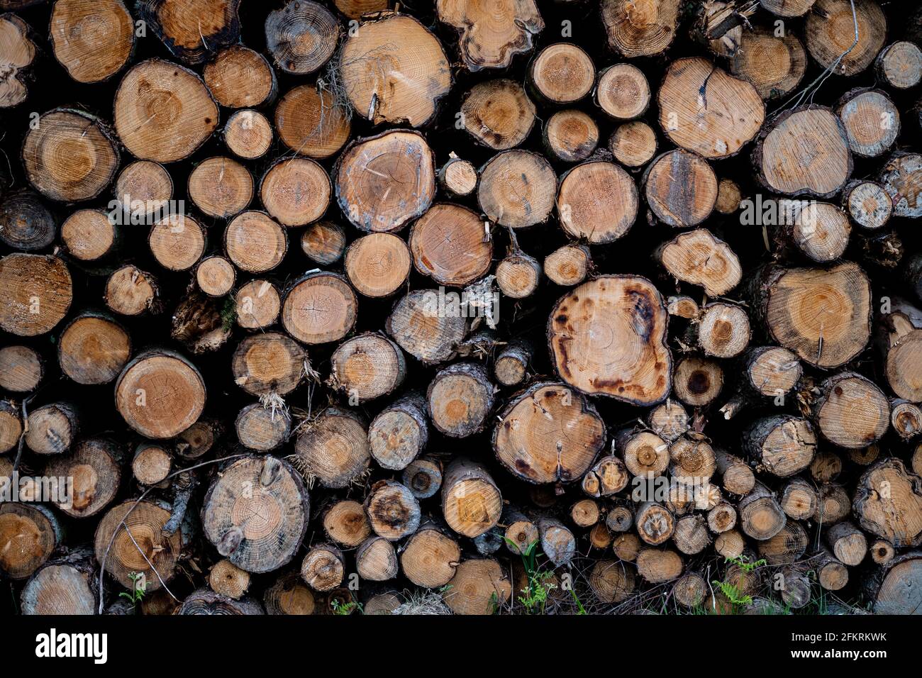 Pila di tronchi tagliati che mostrano gli anelli degli alberi e i motivi della struttura del legno naturale Foto Stock