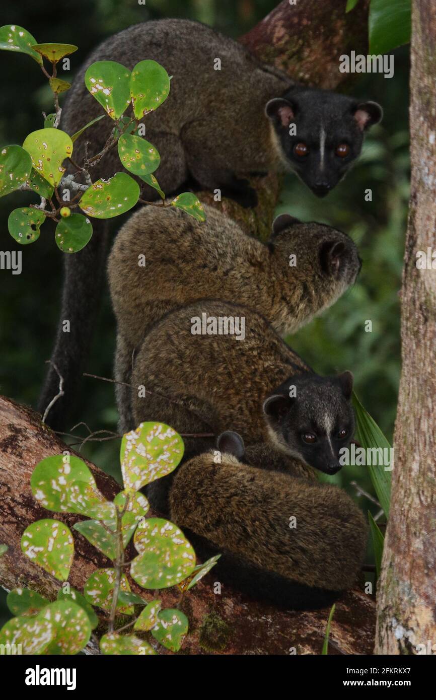 Piccolo gruppo di palme dentellate (Arctogalidia trivorgata) in habitat naturale nel Borneo Foto Stock