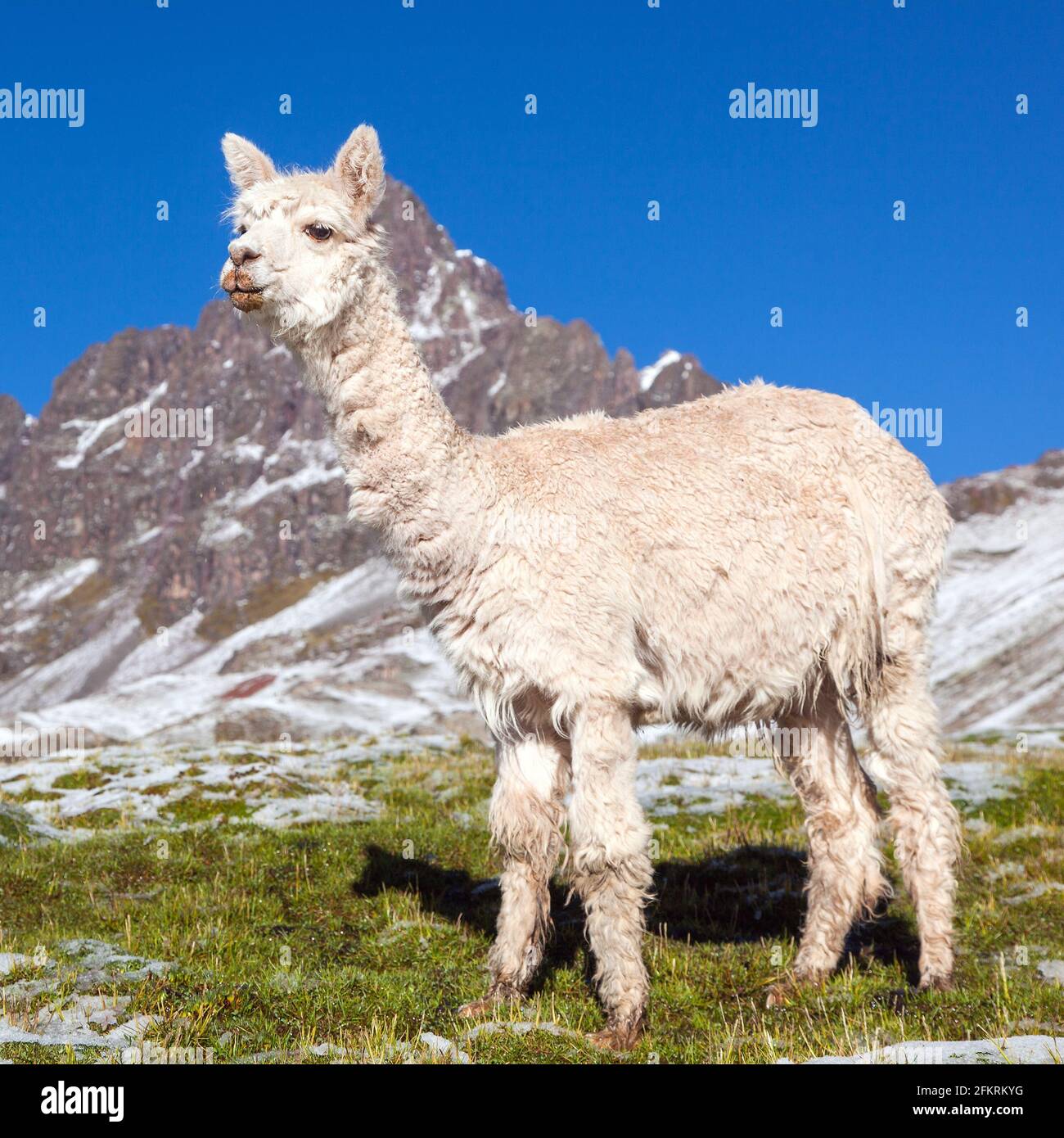 lama o lama su pascoli, Ande montagne, Perù Foto Stock