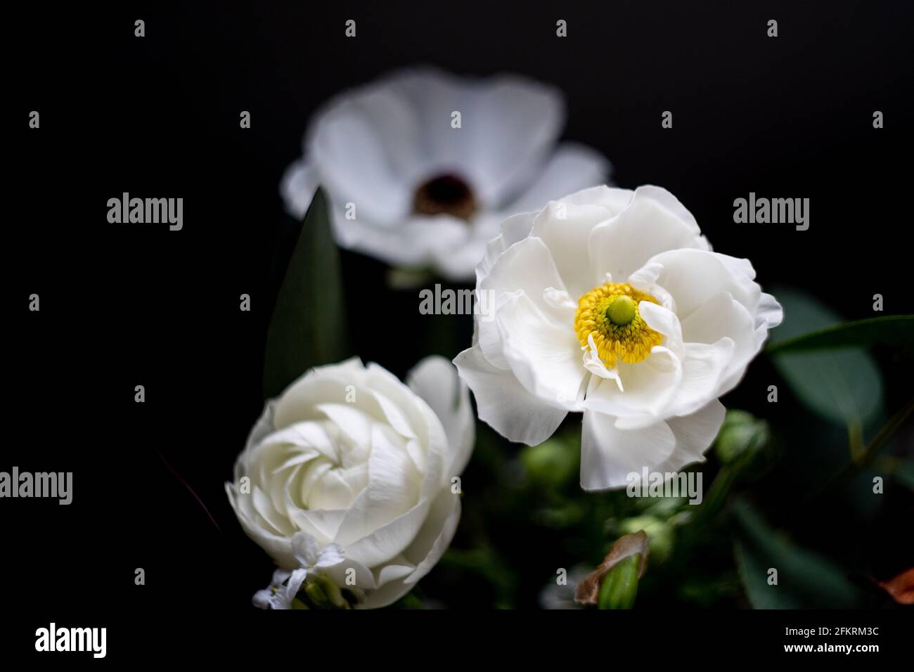Fiori bianchi di ranunculus con centri gialli su sfondo scuro Foto Stock