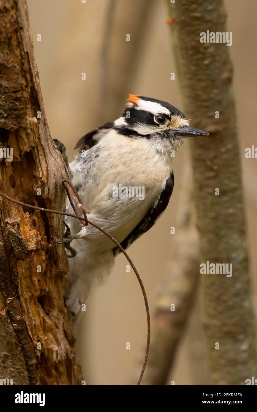 Downy Woodpecker (Dryobates pubescens), Kensington, Connecticut Foto Stock